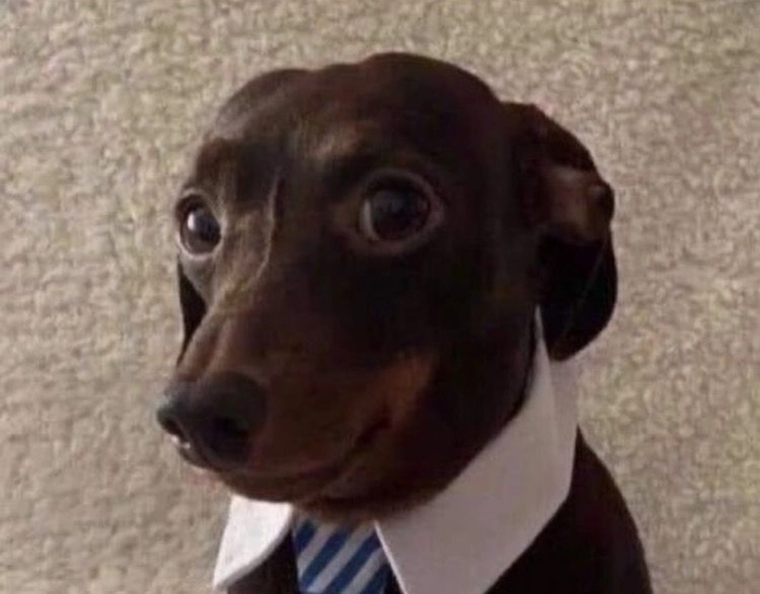 Meme chó mặc vest dễ thương siêu cute