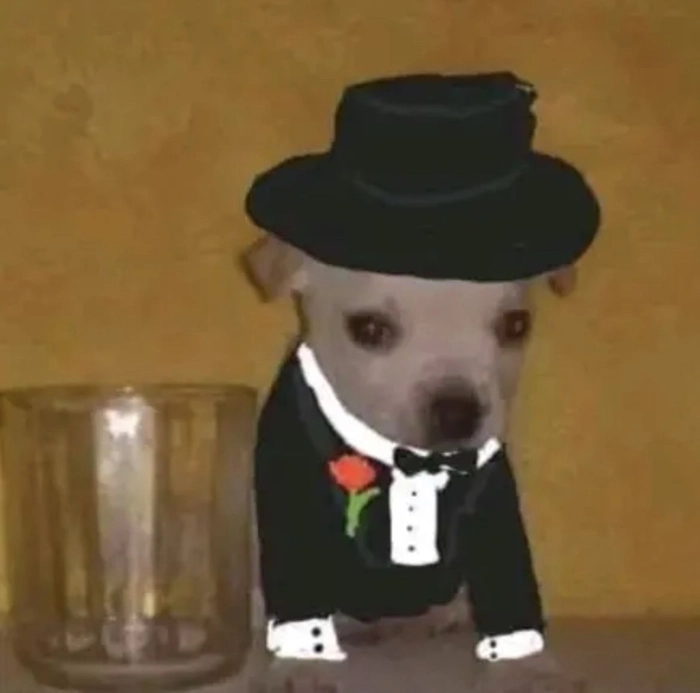 Meme chó mặc vest gây cười