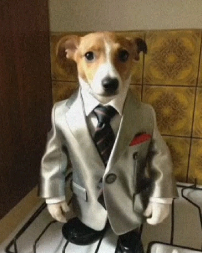 Meme chó mặc vest hài nhẹ nhàng