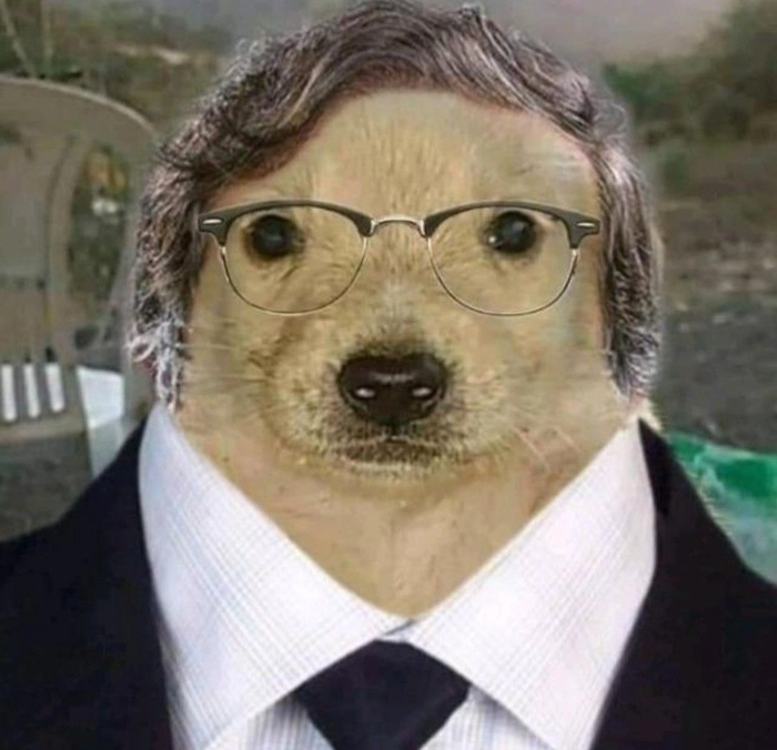 Meme chó mặc vest ngộ nghĩnh cute