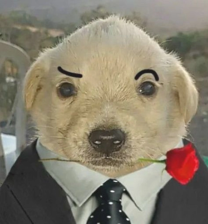 Meme chó mặc vest vui tươi