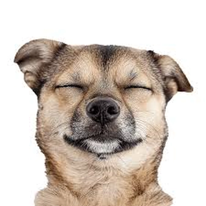 Meme chó mù lầy lội