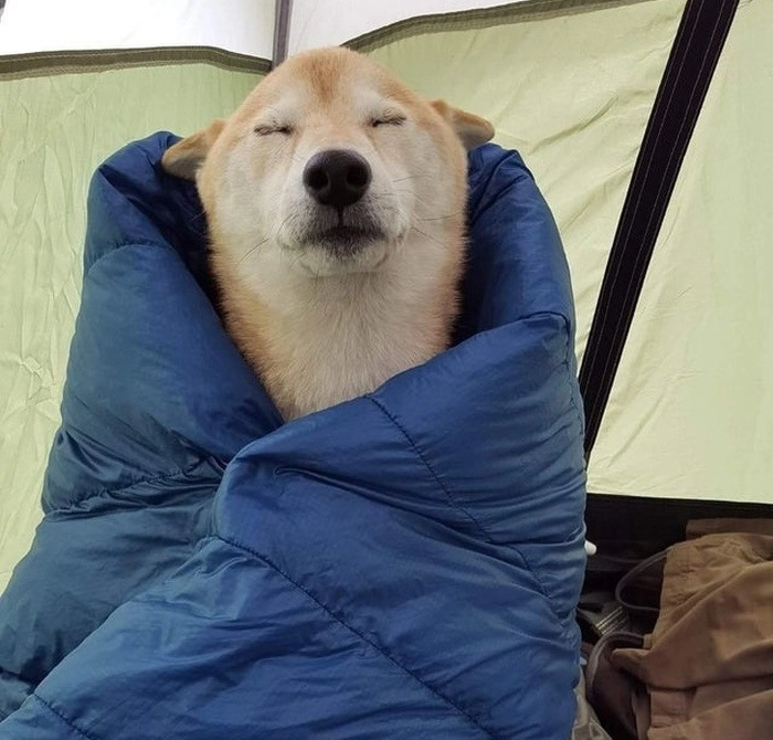 Meme chó nhắm mắt biểu cảm hài