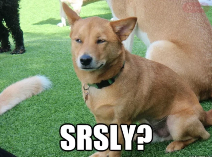 Meme chó nhắm mắt ngộ nghĩnh