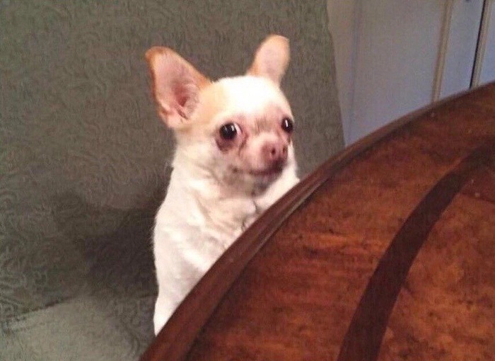 Meme chó trắng mũi đỏ độc đáo