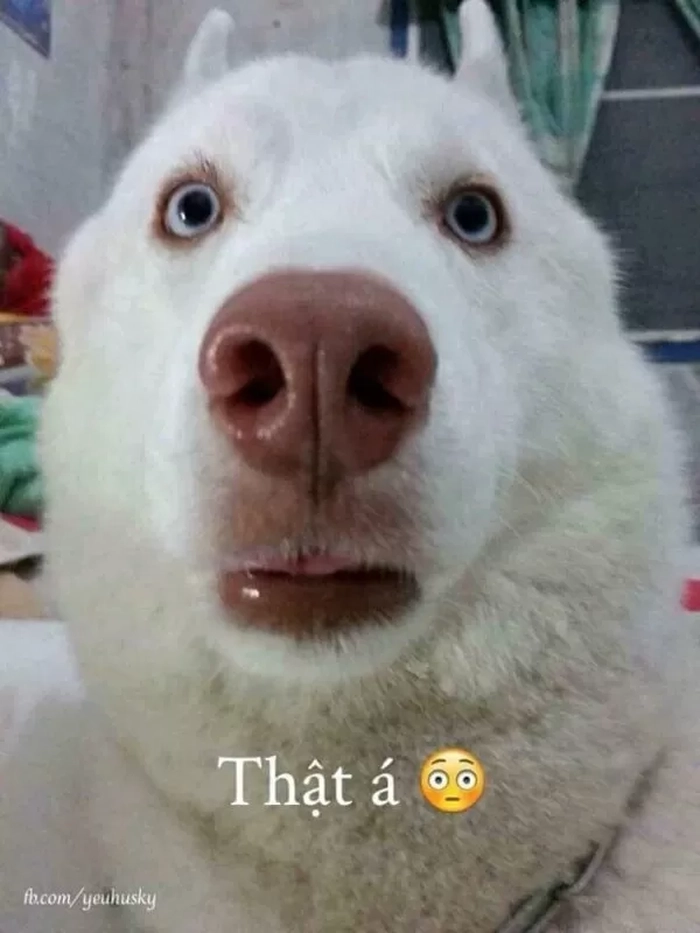 Meme chó trắng mũi đỏ ngộ nghĩnh