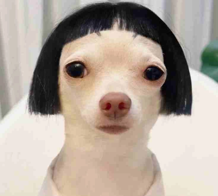 Meme chó trắng nét mặt hài