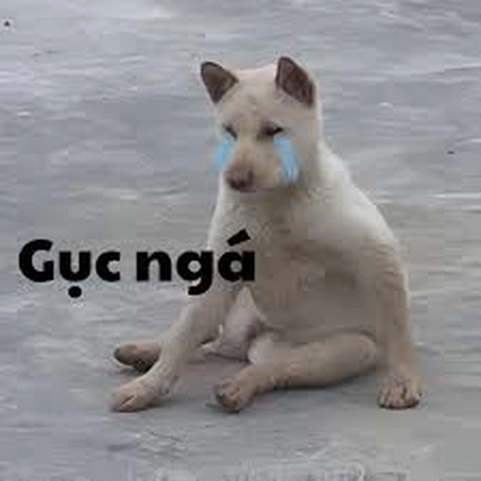 Meme chó trắng tạo dáng hài