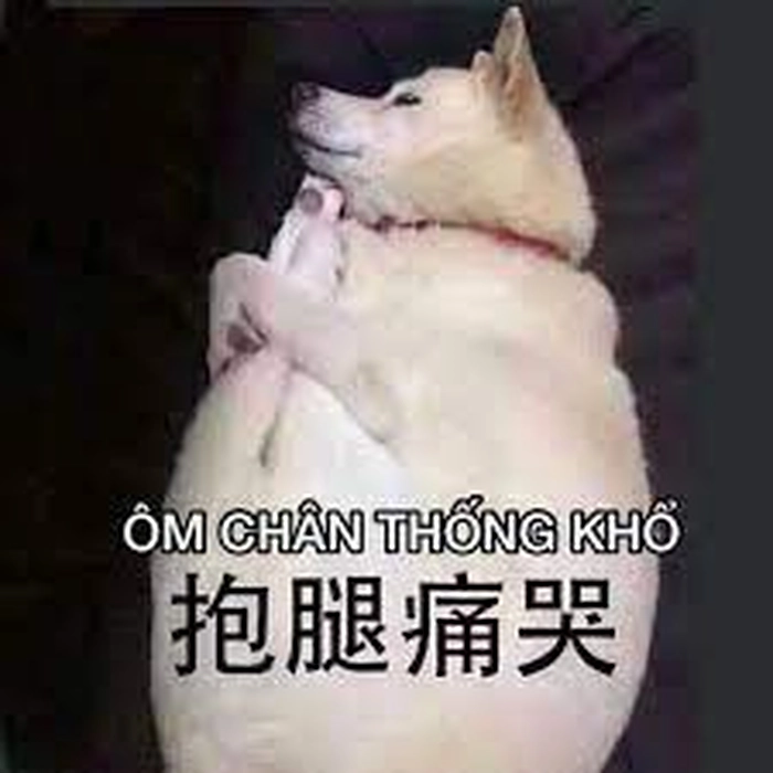 Meme chú chó trắng vui nhộn