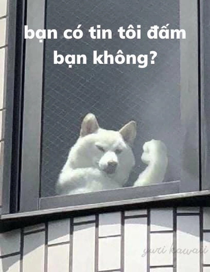 Meme con chó trắng lém lỉnh