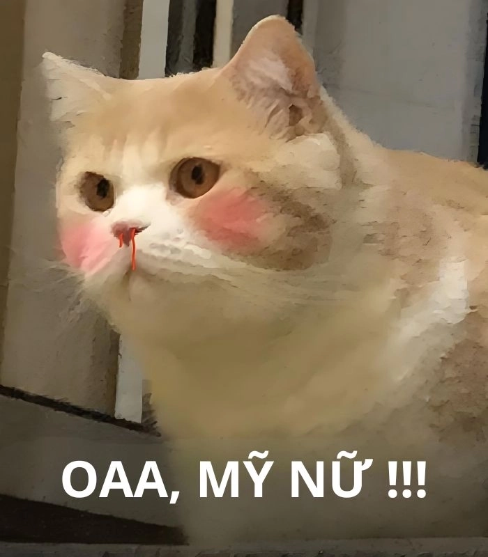 Meme con mèo chảy máu mũi dễ thương