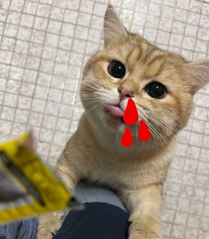 Meme con mèo chảy máu mũi lầy lội
