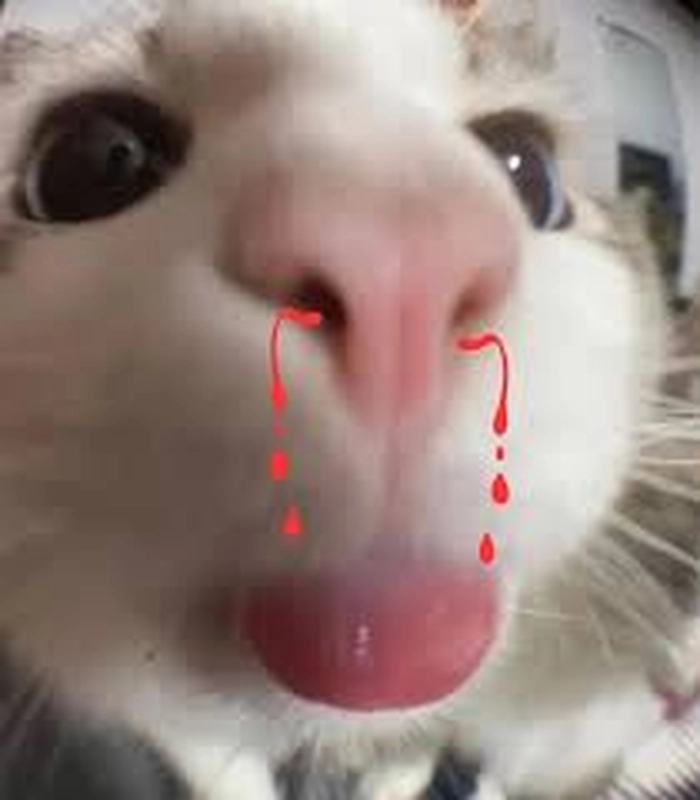 Meme con mèo chảy máu mũi vui nhộn