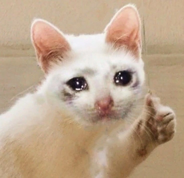 Meme con mèo khóc like vui nhộn