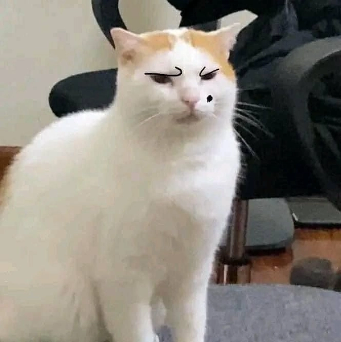 Meme con mèo liếc cute