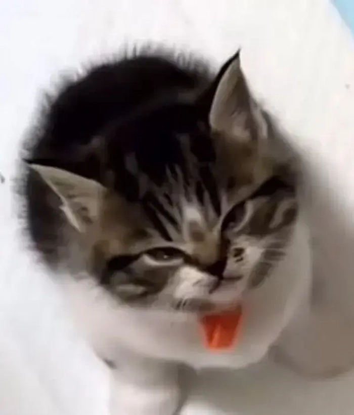 Meme con mèo liếc đáng yêu