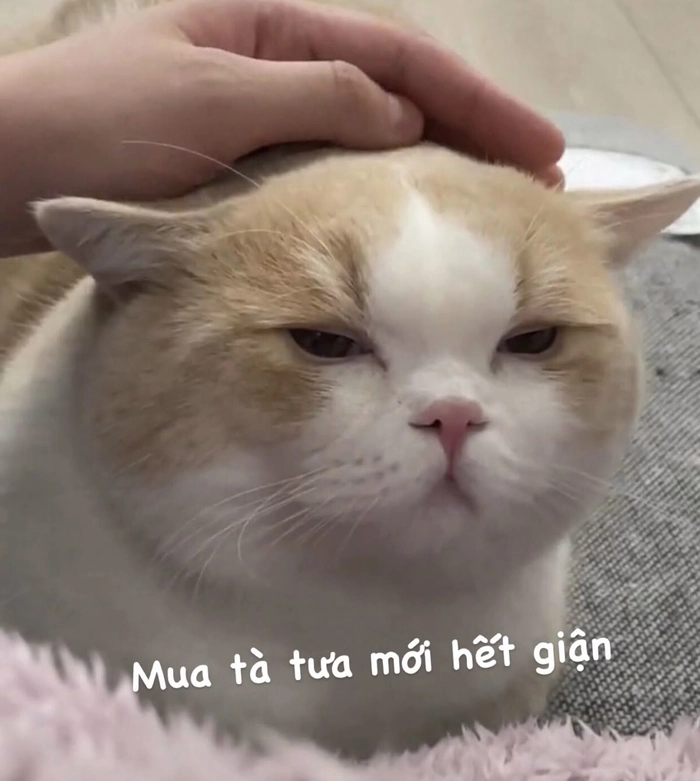 Meme con mèo liếc ngộ nghĩnh