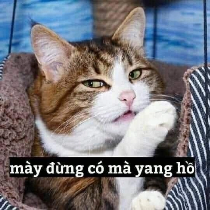 Meme con mèo liếc vui tươi