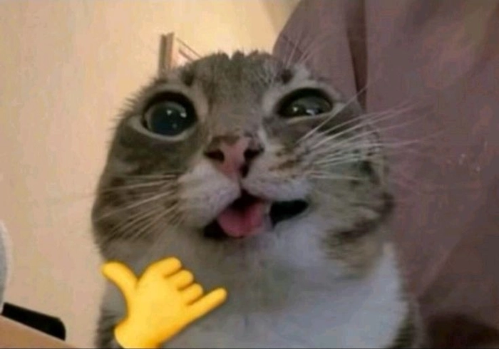 Meme con mèo like cute
