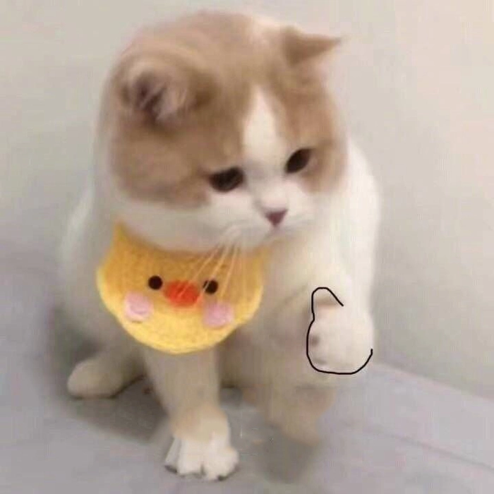 Meme con mèo like vui tươi