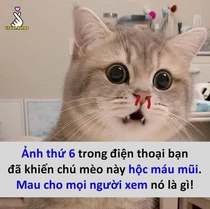 Meme mèo chảy máu mũi hài hước