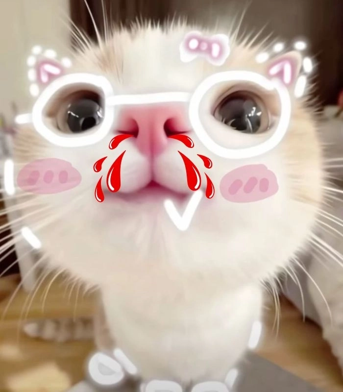 Meme mèo chảy máu mũi hot trend