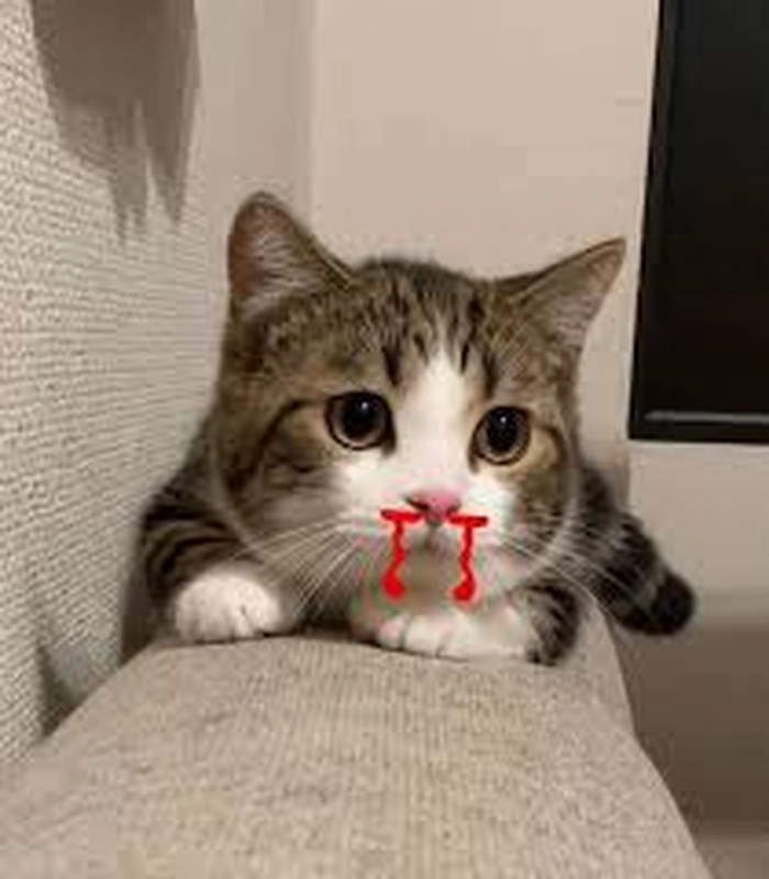 Meme mèo chảy máu mũi siêu lầy