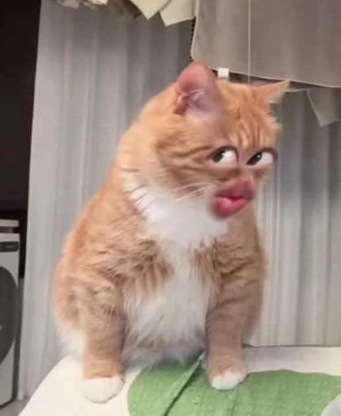 Meme mèo liếc mắt đáng yêu nhất