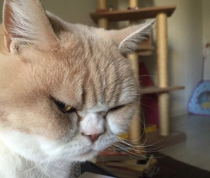 Meme mèo liếc mắt dễ thương