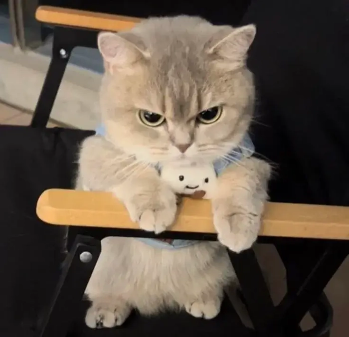 Meme mèo liếc mắt tinh nghịch