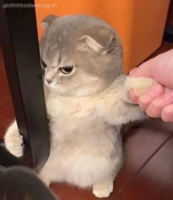 Meme mèo liếc mắt vui nhộn