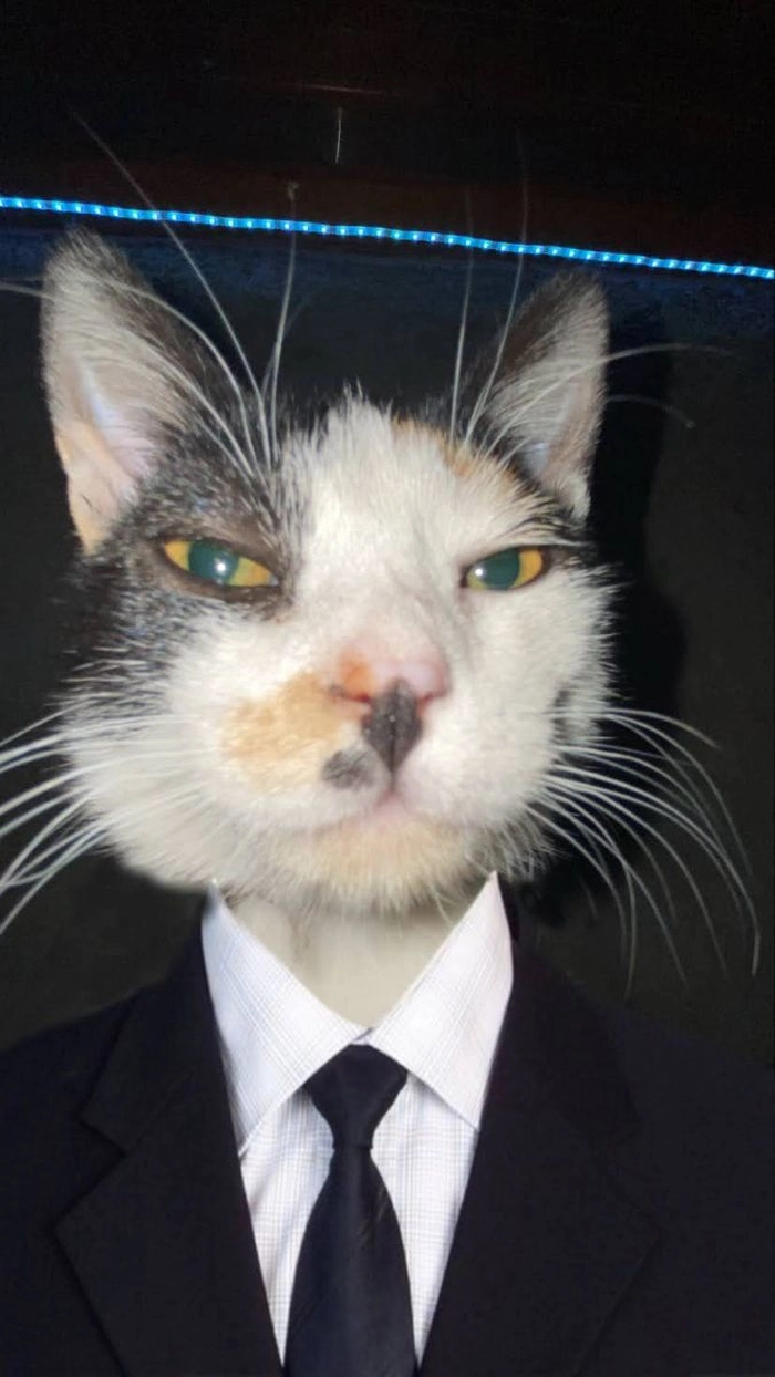 Meme mèo mặc vest cực đáng yêu