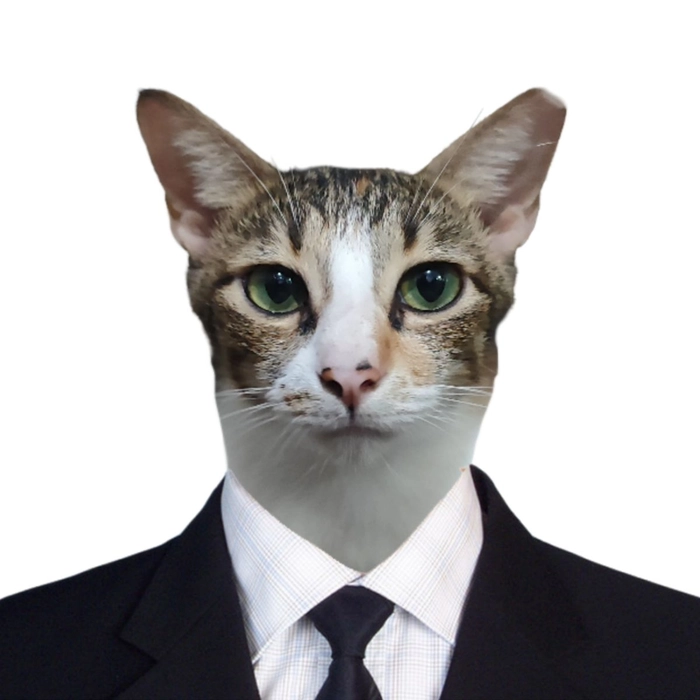 Meme mèo mặc vest hài hước