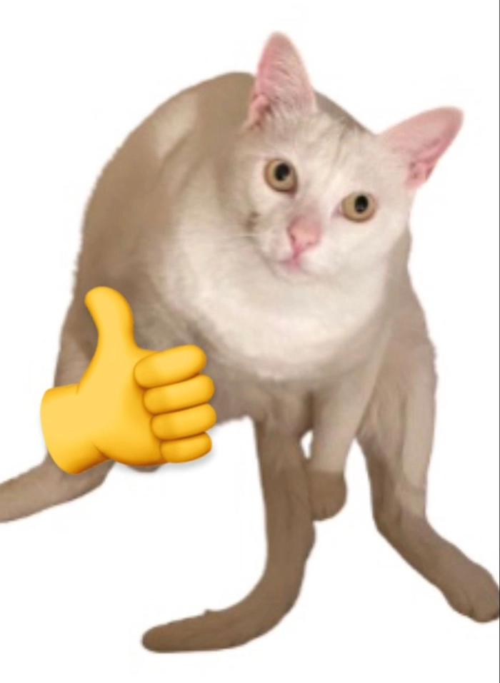 Meme mèo thả like ngầu lòi