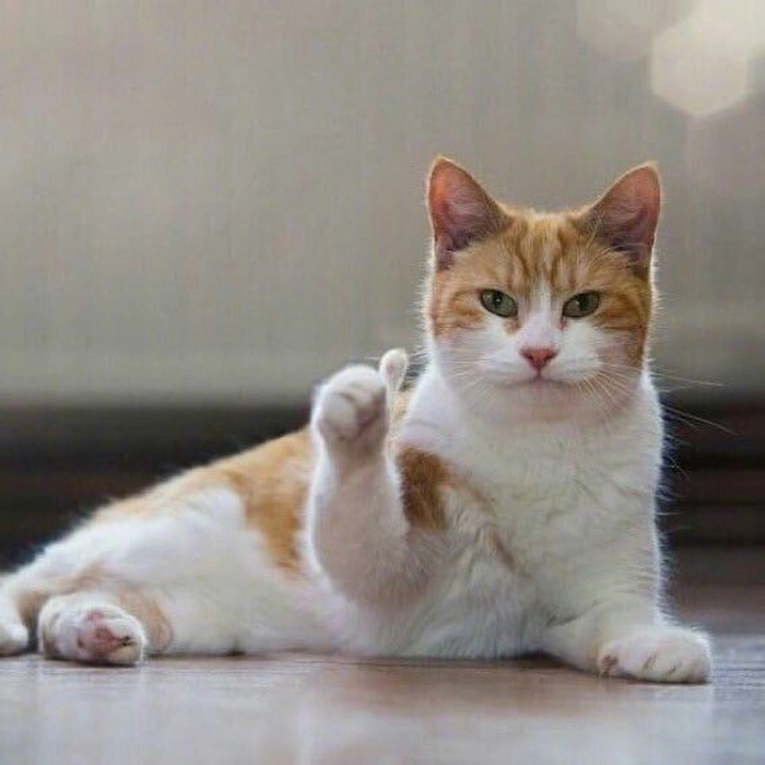 Meme mèo thả like ngộ nghĩnh