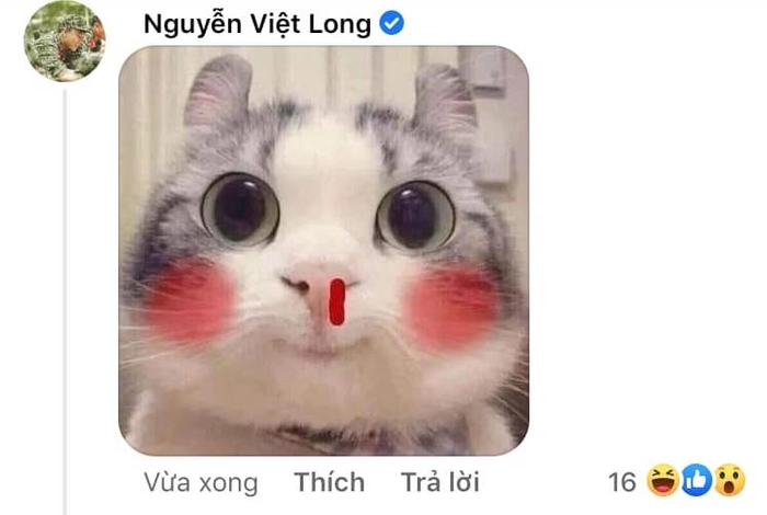 Meme mèo xịt máu mũi cực đáng yêu