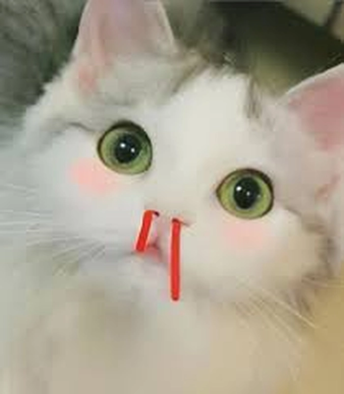 Mèo chảy máu cam meme đáng yêu