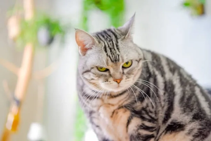 Mèo liếc meme cực đáng yêu