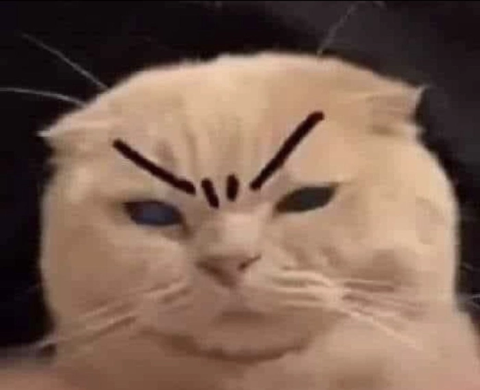 Mèo liếc meme siêu lầy