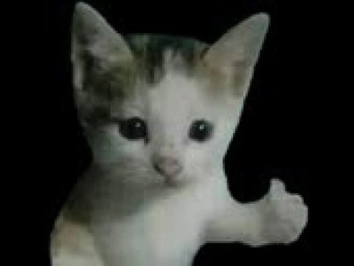 Mèo like meme vui nhộn