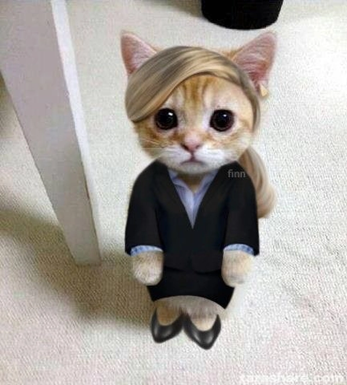 Mèo mặc vest meme cực chất