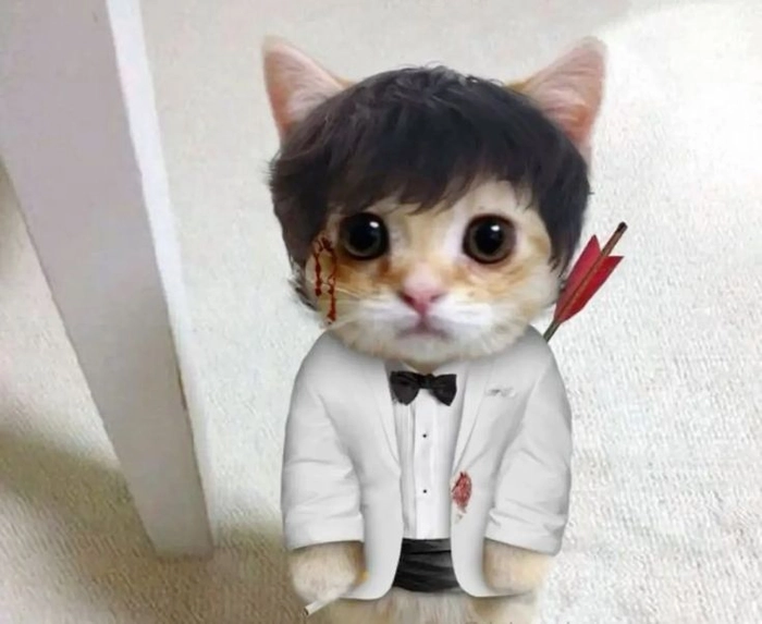 Mèo mặc vest meme cực lầy