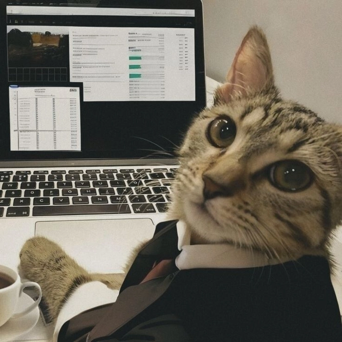 Mèo mặc vest meme đáng yêu ngộ nghĩnh