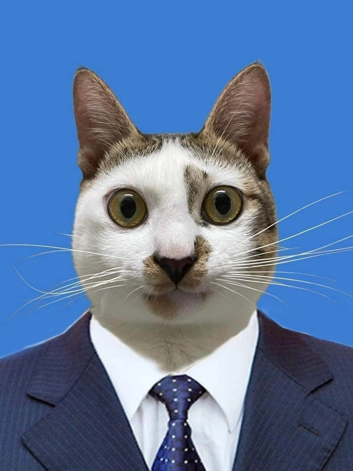 Mèo mặc vest meme hài hước