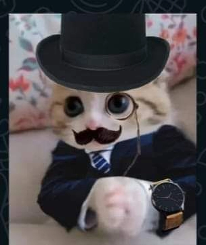 Mèo mặc vest meme siêu lầy