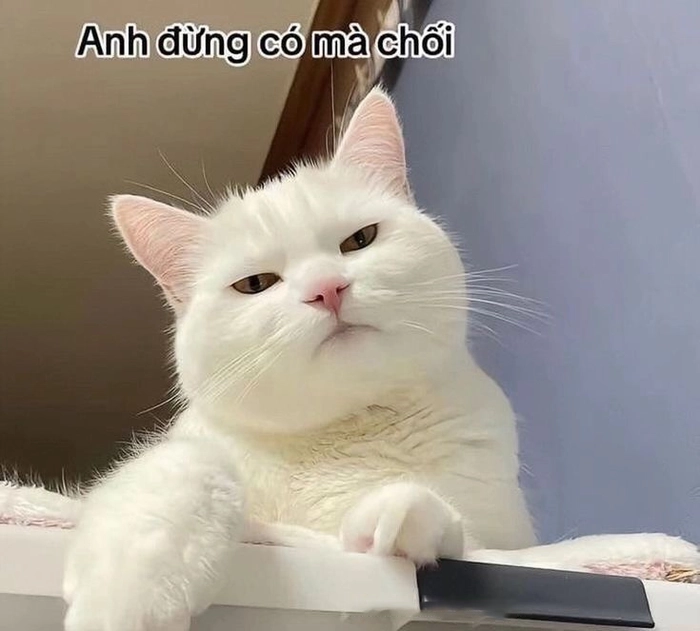 Mèo meme liếc cute phô mai que