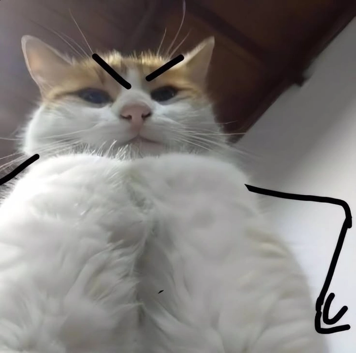 Mèo meme liếc ngầu lòi