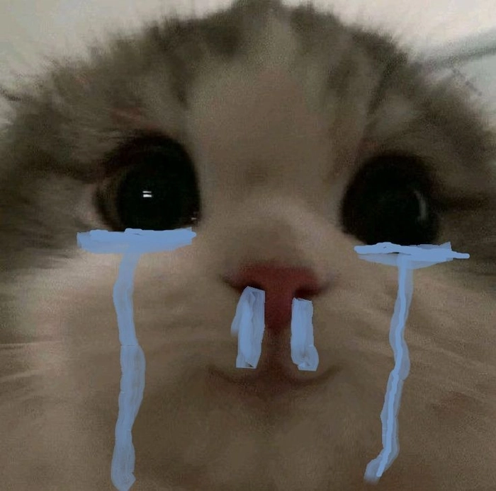 Mèo xịt máu mũi hài hước trong meme