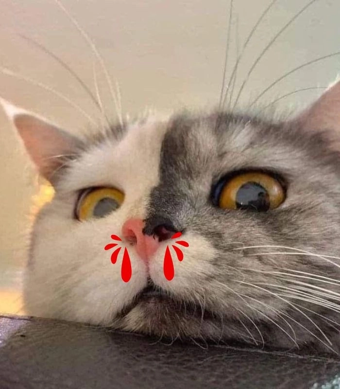 Mèo xịt máu mũi meme khiến ai cũng cười