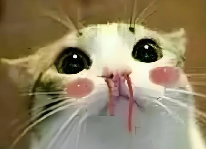 Mèo xịt máu mũi meme siêu đáng yêu